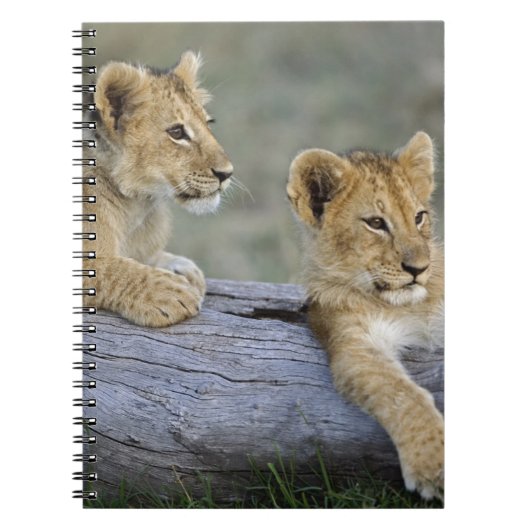 Cubes de lion sur le journal (Devant)