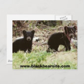 cubs, www.blackbearsite.com briefkaart (Voorkant / Achterkant)
