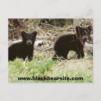 cubs, www.blackbearsite.com briefkaart
