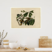 Cuckoo_Audubon met geelbuik Poster (Keuken)