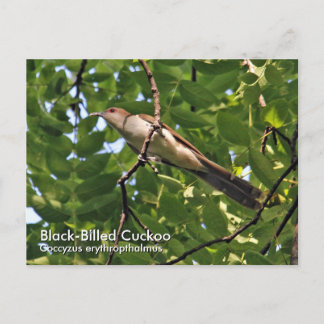 Cuckoo-Briefkaart met zwarte vulling Briefkaart