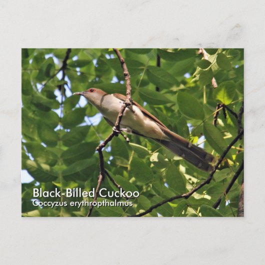 Cuckoo-Briefkaart met zwarte vulling Briefkaart (Voorkant)