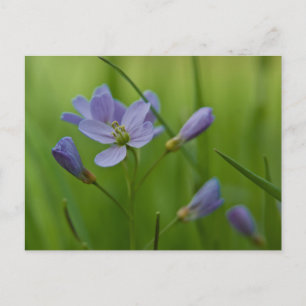 Cuckoo Flower Briefkaart