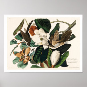 Cuckoo met zwarte kieuwen door Poster van Audubon
