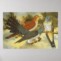 Cuckoo-vogels met een modern Poster