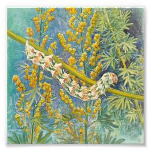 Cucullia Absinthii Wormwood Cateronder Foto Afdruk