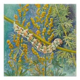 Cucullia Absinthii Wormwood Cateronder Perfect Poster