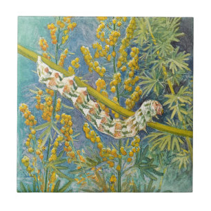 Cucullia Absinthii Wormwood Cateronder Tegeltje