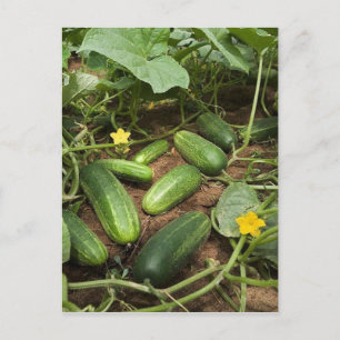 Cucumber Patch Briefkaarten
