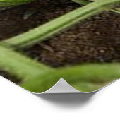 Cucumber Patch Poster (in verschillende formaten) (Hoek)