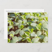 Cucumber Seedlings Briefkaart (Voorkant / Achterkant)