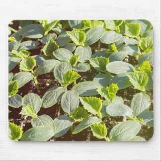Cucumber Seedlings Muismat