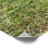 "Cuda 340 Poster (Hoek)