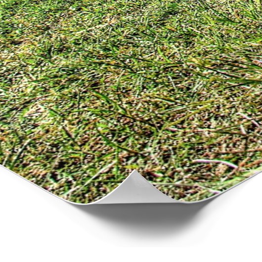 "Cuda 340 Poster (Hoek)