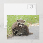 Cuddling-Baby-accoons Briefkaart (Voorkant / Achterkant)