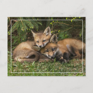 Cuddling Fox Kits Briefkaart