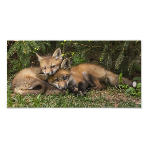 Cuddling Fox Kits Foto Afdruk