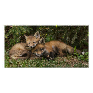 Cuddling Fox Kits Perfect Poster