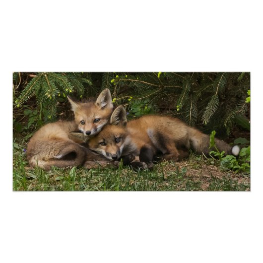 Cuddling Fox Kits Perfect Poster (Voorkant)