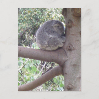 Cuddly Koala Briefkaart
