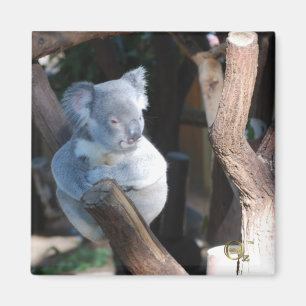 Cudly Koala Magneet