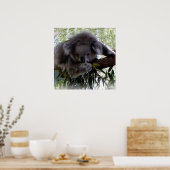 Cudly Koala Poster (Keuken)