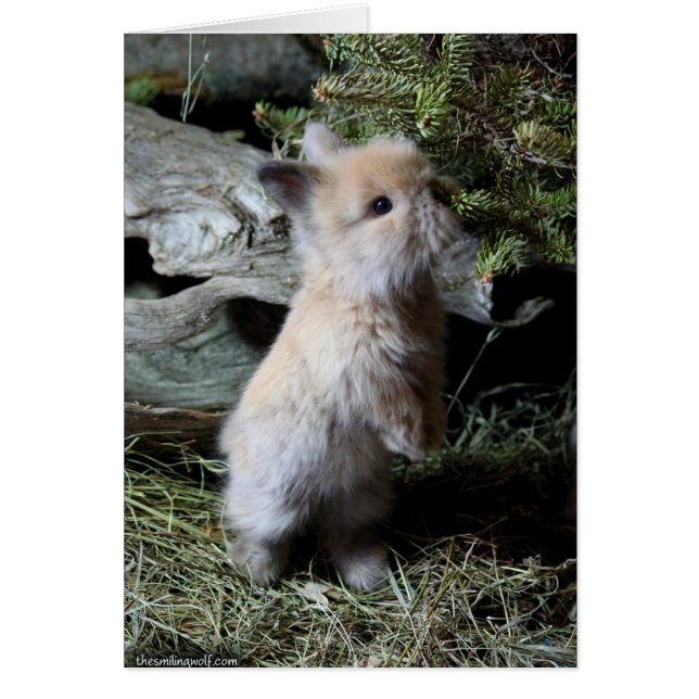 Cudly Lionhead Bunny (Voorkant)