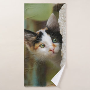 Cuisine Curieuse Chat Kitten Prying Eyes Photo Pet