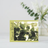 Cuisiniers italiens ! Basil sucré, Cartes de recet (Debout devant)