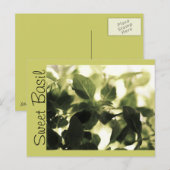 Cuisiniers italiens ! Basil sucré, Cartes de recet (Devant / Derrière)