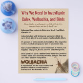 Culex, Wolbachia en vogels van RoseWrites Flyer (Enkel)