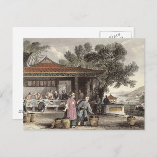 Cultuur en voorbereiding van thee uit 'China in Briefkaart (Voorkant / Achterkant)