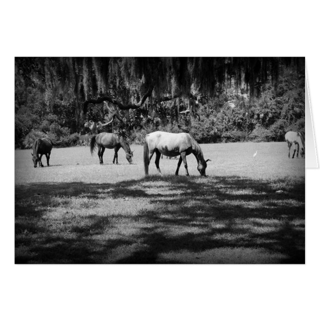 Cumberland en noir (Devant horizontal)