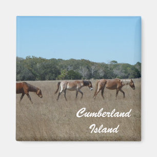 Cumberland Island Wilde Paarden Foto Magnet Georgi Magneet