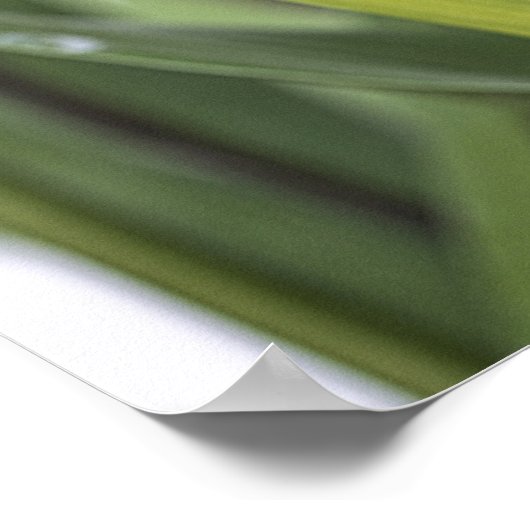 Curcuma Poster (Hoek)