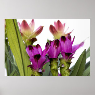 Curcuma Poster