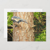 Curieuse carte postale Blue Jay (Devant / Derrière)