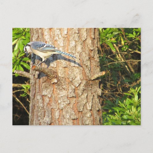 Curieuse carte postale Blue Jay (Devant)