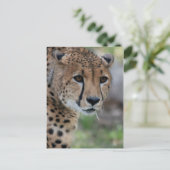 Curieuse carte postale Cheetah (Debout devant)