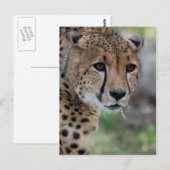 Curieuse carte postale Cheetah (Devant / Derrière)