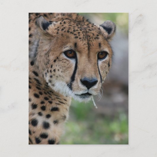 Curieuse carte postale Cheetah (Devant)