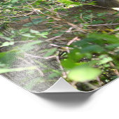 Curieuse photo de cerf blanc (Coin)