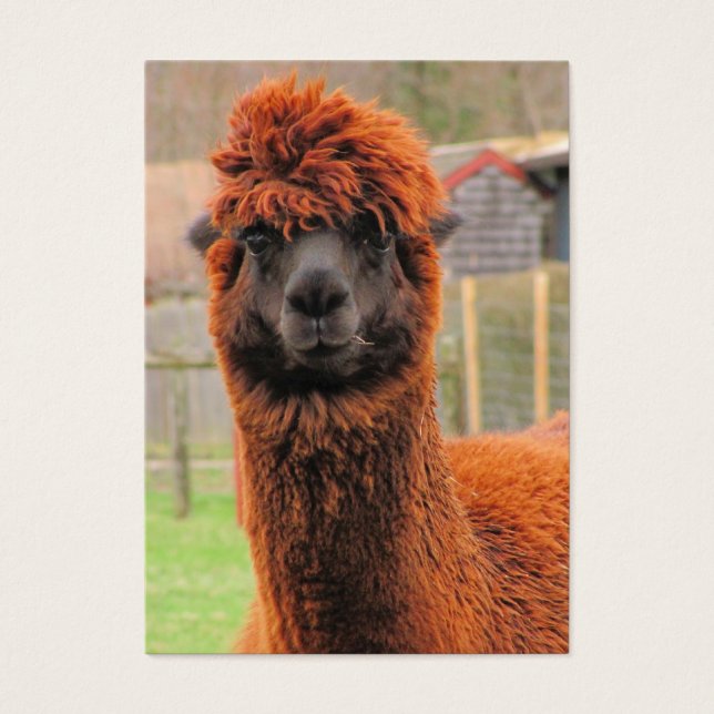 Curieux Alpaca ~ ATC (Devant)