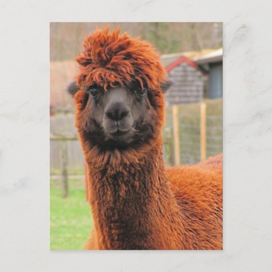 Curieux Alpaca ~ carte postale (Devant)