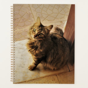 Curieux Carnet Kitty