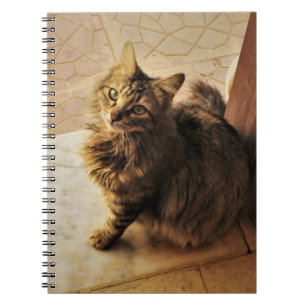 Curieux Carnet Kitty