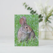 Curieux Carte postale Cottontail (Debout devant)