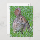 Curieux Carte postale Cottontail (Devant / Derrière)