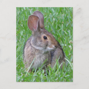 Curieux Carte postale Cottontail