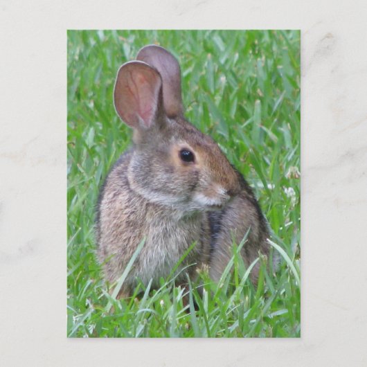 Curieux Carte postale Cottontail (Devant)